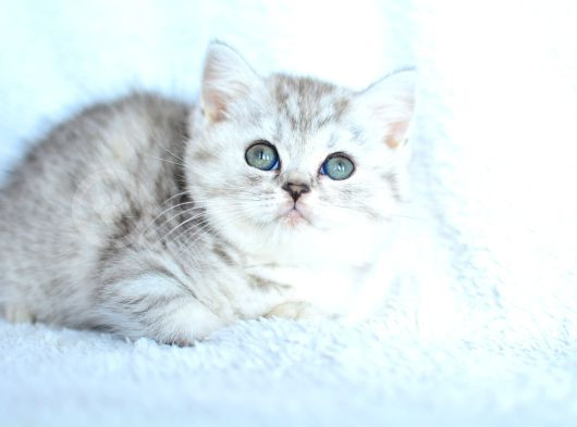 Kalitede Silver Ns24 British Shorthair görsel