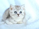 Kalitede Silver Ns24 British Shorthair
