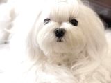 Kore Maltese