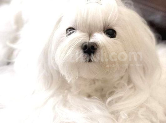 Kore Maltese görsel