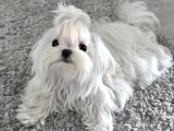 Kore Maltese