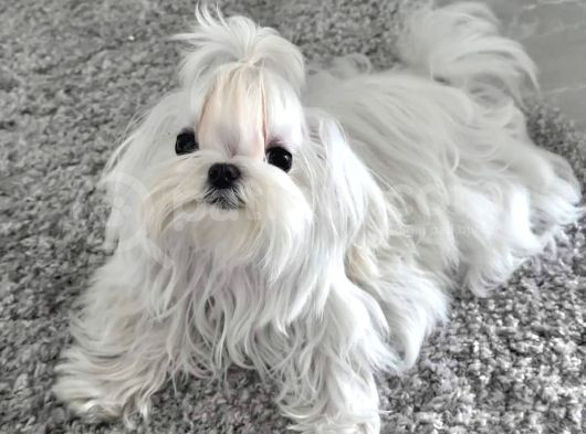 Kore Maltese görsel