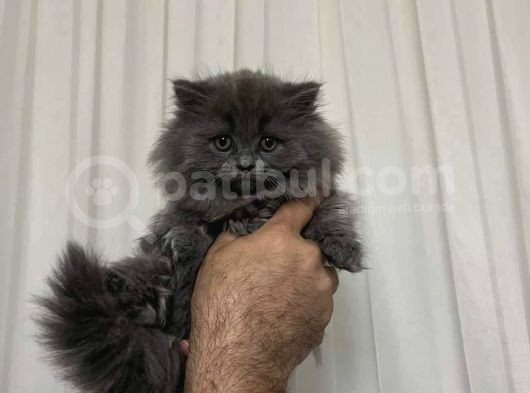 Safkan Oyuncu Paticikler görsel
