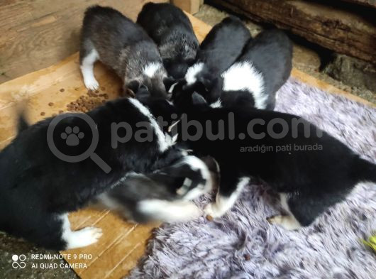 Si̇bi̇rya Kurdu Yavrularimiz Yeni̇ Sahi̇bi̇ni̇ Ariyor görsel