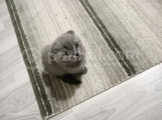 Oyuncu Safkan Bebeklerimiz görsel
