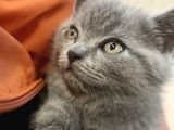 Safkan Oyuncu Paticikler