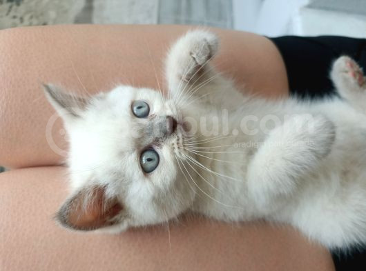 Safkan Oyuncu Paticikler
