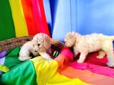 Cok Uygun Rakamlara Standartdev Poodle Yavrular İstanbuld