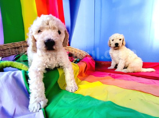 Cok Uygun Rakamlara Standartdev Poodle Yavrular İstanbuld