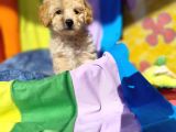 İNANILMAZ KALİTE TOY POODLE YAVRULAR BURADA