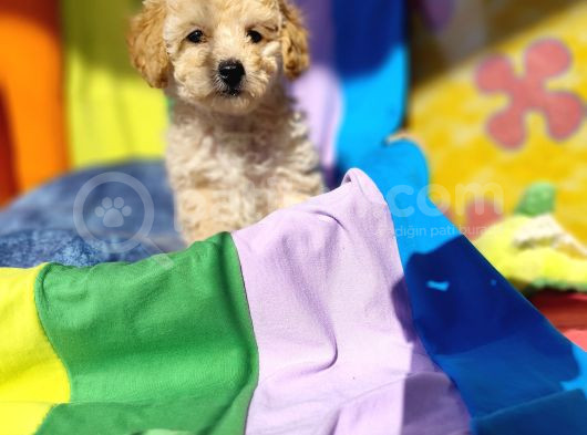 İnanilmaz Kali̇te Toy Poodle Yavrular Burada