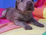 Annesi̇ni̇n Tek Ve Orji̇nal Labrador Yavrusu