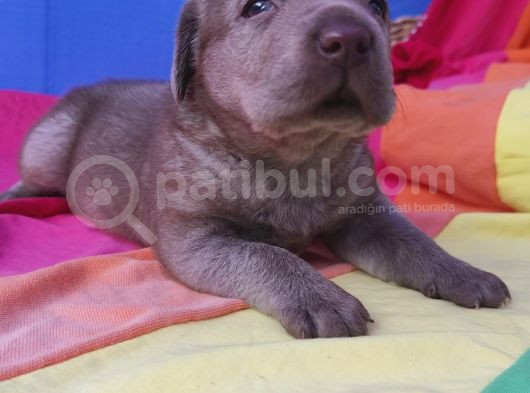 Annesi̇ni̇n Tek Ve Orji̇nal Labrador Yavrusu görsel