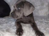 Cane Corso İtaliano Erkek Ve Dişi