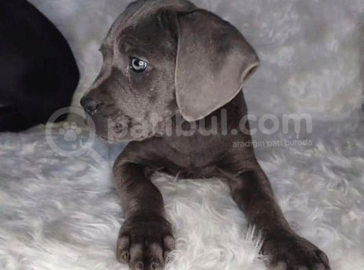 Cane Corso İtaliano Erkek Ve Dişi görsel