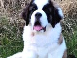 Dev st bernard yavrular