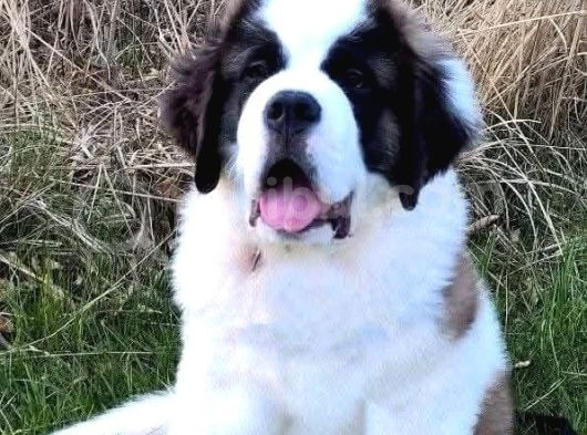 Dev St Bernard Yavrular