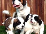 Dev St Bernard Yavrular