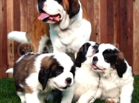 Dev St Bernard Yavrular görsel