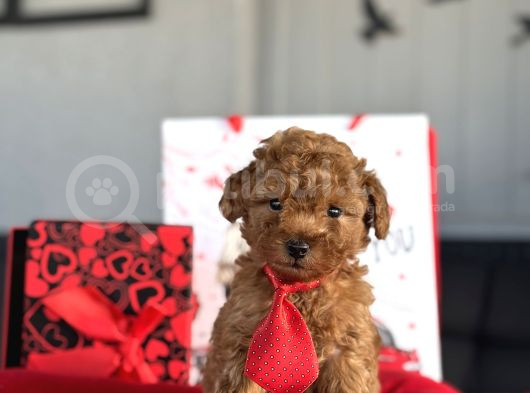 Red Erkek Garanti̇li̇ Toy Poodle Yavrular