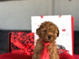 Red Erkek Garanti̇li̇ Toy Poodle Yavrular