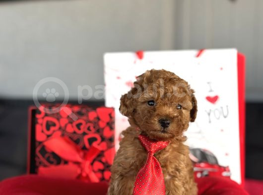 Red Erkek Garanti̇li̇ Toy Poodle Yavrular görsel