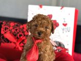 Red Erkek Garanti̇li̇ Toy Poodle Yavrular