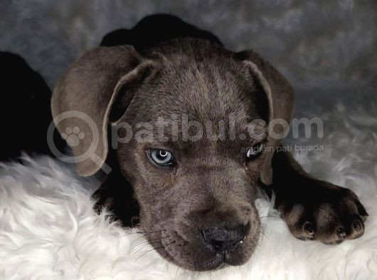 Cane Corso İtaliano Erkek Ve Dişi