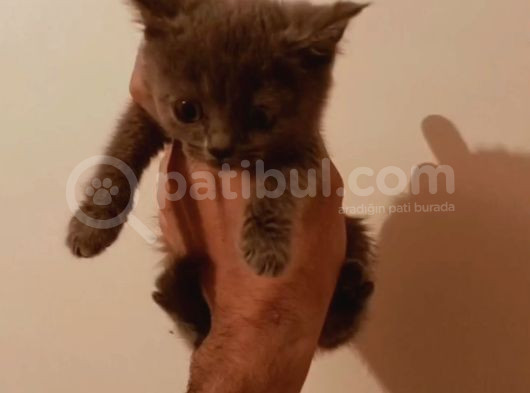 Blue Renk Bri̇ti̇sh Yavrular Üst Kali̇te görsel