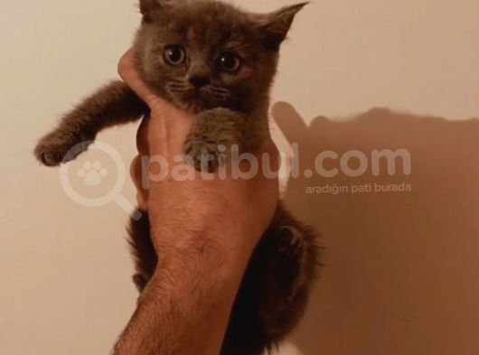 Blue Renk Bri̇ti̇sh Yavrular Üst Kali̇te görsel