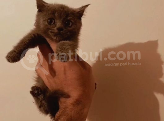 Blue Renk Bri̇ti̇sh Yavrular Üst Kali̇te