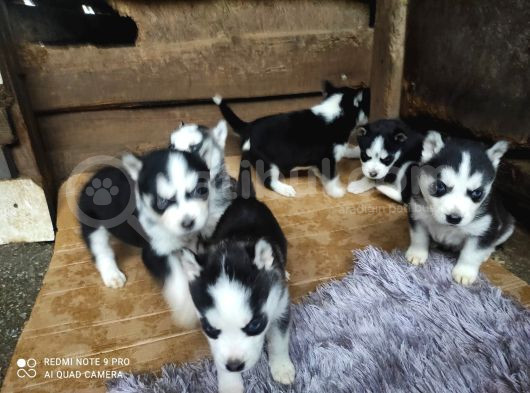 Si̇bi̇rya Kurdu Yavrularimiz Yeni̇ Sahi̇bi̇ni̇ Ariyor görsel