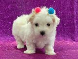 Maltesse terrier cinsi mini Boy Puppy Kar beyaz