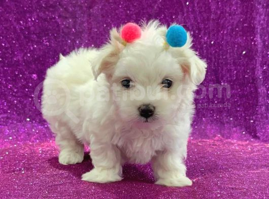 Maltesse Terrier Cinsi Mini Boy Puppy Kar Beyaz