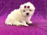 Maltesse terrier cinsi mini Boy Puppy Kar beyaz