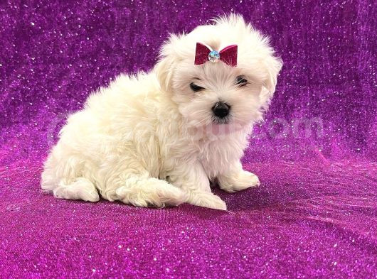 Maltesse Terrier Cinsi Mini Boy Puppy Kar Beyaz