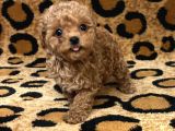 TEACUP 2 KG GARANTİSİ ALTINDA KIRMIZI RED TOOY POODLE