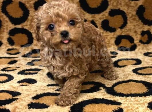 Teacup 2 Kg Garanti̇si̇ Altinda Kirmizi Red Tooy Poodle