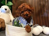 MÜKEMMEL GÜZELLİK TE TOY POODLE YAVRULARIMIZ