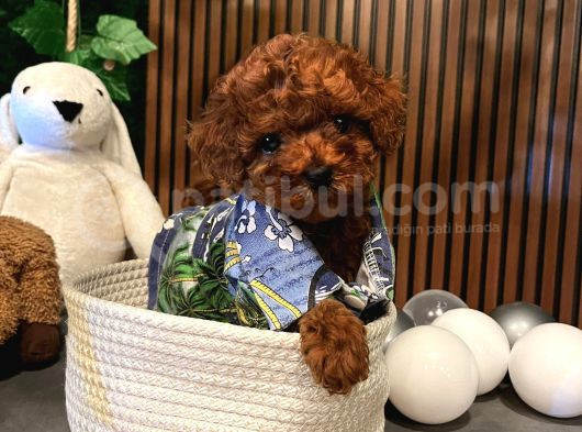 Mükemmel Güzelli̇k Te Toy Poodle Yavrularimiz
