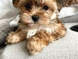 Kahve tonlu mini boy puppy sevimli yavrular MALTİPO CİNSİ