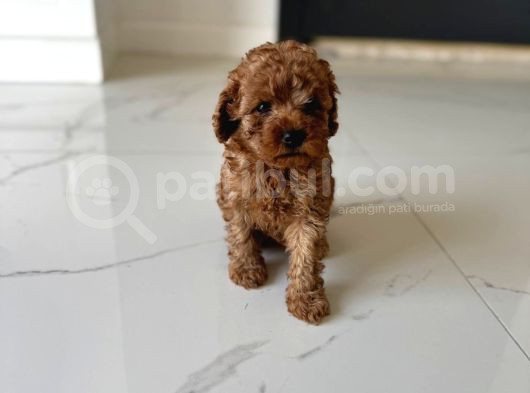 OYUNCAK GİBİ POODLE BEBEKLER