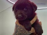 Chocolate Labrador Male Pupy