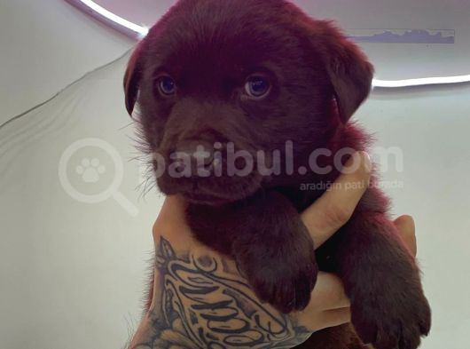 Chocolate Labrador Male Pupy görsel
