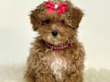 Teacup 2 Kg Garanti̇si̇ Altinda Kirmizi Red Tooy Poodle