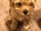 Çok Özel Toy Poodle Yavrularimiz