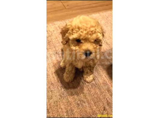 Çok Özel Toy Poodle Yavrularimiz görsel
