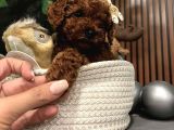 Mükemmel Güzelli̇k Te Toy Poodle Yavrularimiz