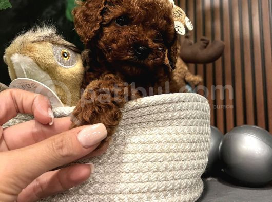 Mükemmel Güzelli̇k Te Toy Poodle Yavrularimiz görsel