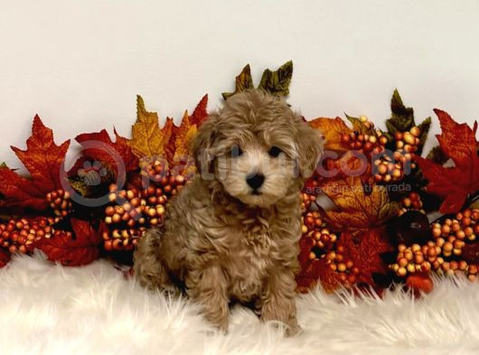 Teacup 2 Kg Garanti̇si̇ Altinda Kirmizi Red Tooy Poodle görsel